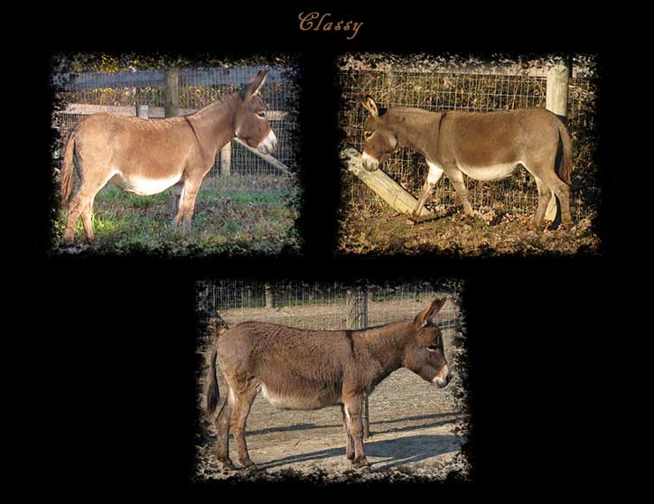 Critter Haven Farm Miniature Donkeys